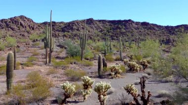 Phoenix yakınlarındaki Hewitt Kanyonu 'nda üç dev Saguaros (Carnegiea dev çayı). Organ Borusu Kaktüsü Ulusal Anıtı, Arizona, ABD