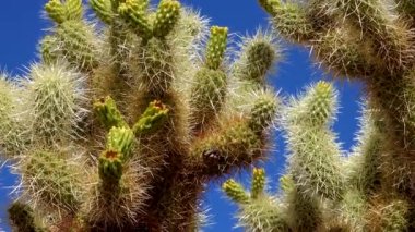 Kaktüslü çöl manzarası, ön planda bir Kaktüs Cylindropuntia suyu. Arizona 'daki Organ Borusu Kaktüsü Ulusal Anıtı' nda.
