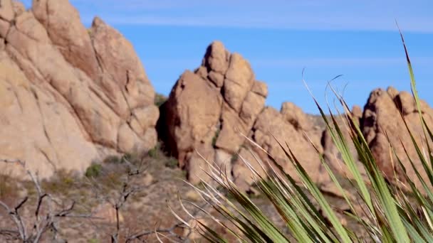 Deserted Mountain Landscape Yucca Cacti Red Cliffs Mountain Landscape Arizona — стоковое видео