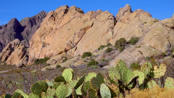 Приключенческий Кактус Опунтия Национальный Парк Сагуаро Аризона Сша — стоковое видео