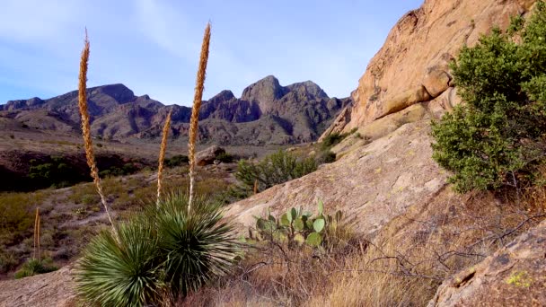 Yucca Cacti Uma Paisagem Montanha Penhascos Vermelhos Arizona Eua — Vídeo de Stock