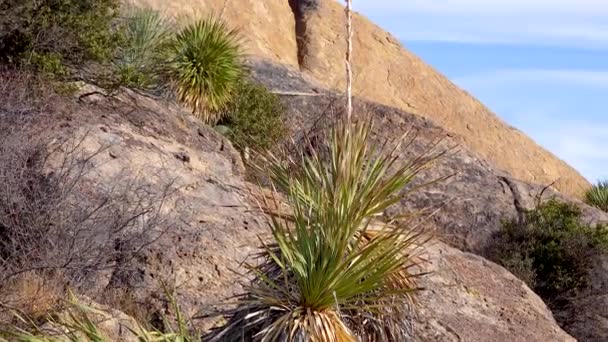 Yucca Cacti Uma Paisagem Montanha Penhascos Vermelhos Arizona Eua — Vídeo de Stock