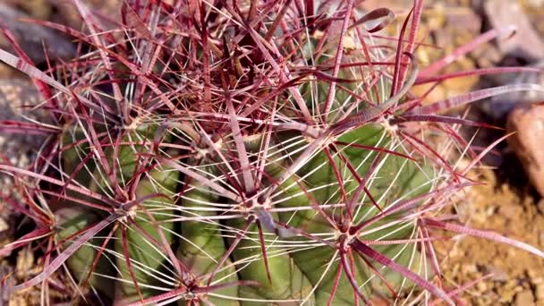 Ferocactus Planta Joven Paisaje Montañoso Acantilados Rojos Arizona — Vídeos de Stock