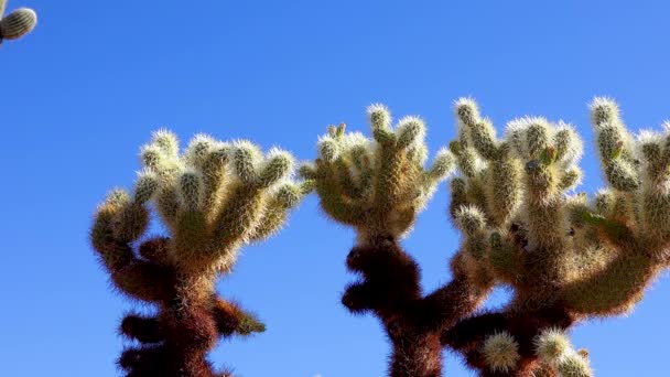 Paisaje Del Desierto Con Cactus Primer Plano Cactus Cylindropuntia Organ — Vídeo de stock