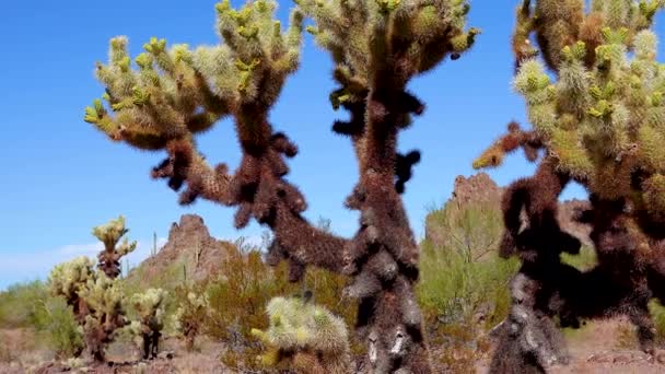 Wüstenlandschaft Mit Kakteen Vordergrund Ein Kaktus Cylindropuntia Einem Orgelpfeifen Kaktus — Stockvideo