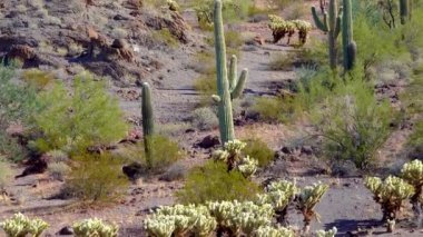 Phoenix yakınlarındaki Hewitt Kanyonu 'nda üç dev Saguaros (Carnegiea dev çayı). Organ Borusu Kaktüsü Ulusal Anıtı, Arizona, ABD