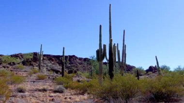 Phoenix yakınlarındaki Hewitt Kanyonu 'nda üç dev Saguaros (Carnegiea dev çayı). Organ Borusu Kaktüsü Ulusal Anıtı, Arizona, ABD