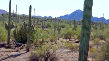 Phoenix yakınlarındaki Hewitt Kanyonu 'nda üç dev Saguaros (Carnegiea dev çayı). Organ Borusu Kaktüsü Ulusal Anıtı, Arizona, ABD