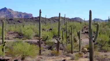Phoenix yakınlarındaki Hewitt Kanyonu 'nda üç dev Saguaros (Carnegiea dev çayı). Organ Borusu Kaktüsü Ulusal Anıtı, Arizona, ABD