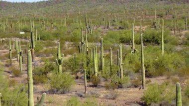 Phoenix yakınlarındaki Hewitt Kanyonu 'nda üç dev Saguaros (Carnegiea dev çayı). Organ Borusu Kaktüsü Ulusal Anıtı, Arizona, ABD