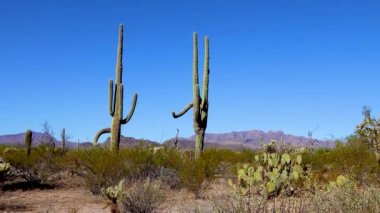 Phoenix yakınlarındaki Hewitt Kanyonu 'nda üç dev Saguaros (Carnegiea dev çayı). Organ Borusu Kaktüsü Ulusal Anıtı, Arizona, ABD