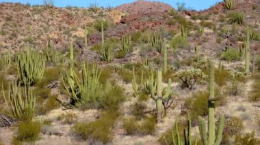 Phoenix yakınlarındaki Hewitt Kanyonu 'nda üç dev Saguaros (Carnegiea dev çayı). Organ Borusu Kaktüsü Ulusal Anıtı, Arizona, ABD