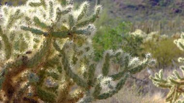 Kaktüslü çöl manzarası, ön planda bir Kaktüs Cylindropuntia suyu. Arizona 'daki Organ Borusu Kaktüsü Ulusal Anıtı' nda.