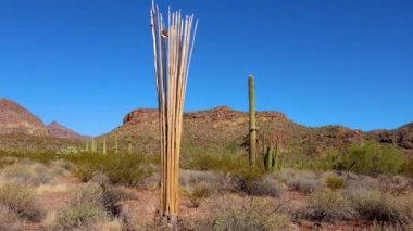 Ölü kaktüs ağacı dev Saguaros (Carnegiea dev çayı). Organ Borusu Kaktüsü Ulusal Anıtı, Arizona, ABD
