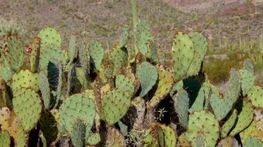 Dikenli armut kaktüsü (Opuntia), Saguaro Ulusal Parkı, Arizona, ABD