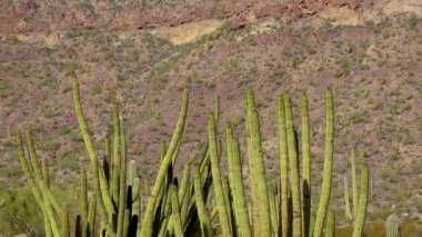 Çöl, Organ Pipes Kaktüsü (Stenocereus thurberi). Organ Borusu Kaktüsü Ulusal Anıtı, Arizona ABD
