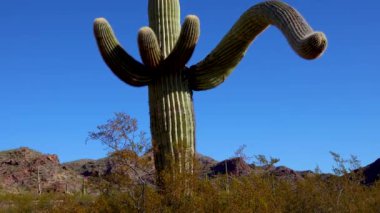 Yakın plan, Phoenix yakınlarındaki Hewitt Kanyonu 'nda dev Saguaros (Carnegiea gigantea). Organ Borusu Kaktüsü Ulusal Anıtı, Arizona ABD