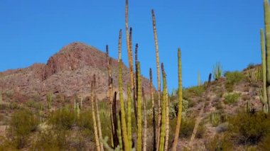 Çöl, Organ Pipes Kaktüsü (Stenocereus thurberi). Organ Borusu Kaktüsü Ulusal Anıtı, Arizona ABD