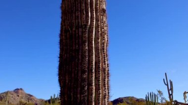 Yakın plan, Phoenix yakınlarındaki Hewitt Kanyonu 'nda dev Saguaros (Carnegiea gigantea). Organ Borusu Kaktüsü Ulusal Anıtı, Arizona ABD