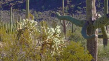 Çöl, Organ Pipes Kaktüsü (Stenocereus thurberi). Organ Borusu Kaktüsü Ulusal Anıtı, Arizona ABD