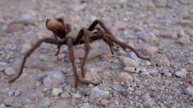 Arizona Sarışın Tarantula (Aphonopelma chalcode) yerde koşan olgun erkek. Arizona, ABD