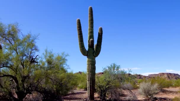 Drie Giant Saguaros Carnegiea Gigantea Bij Hewitt Canyon Bij Phoenix — Stockvideo