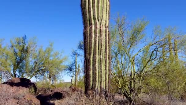 在凤凰城附近的休伊特峡谷 Hewitt Canyon 有三个巨大的Saguaros 美国亚利桑那州仙人掌国家纪念碑管风琴 — 图库视频影像