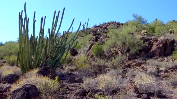 Wüste Orgelpfeifen Kaktus Stenocereus Thurberi Orgelpfeife Cactus National Monument Arizona — Stockvideo