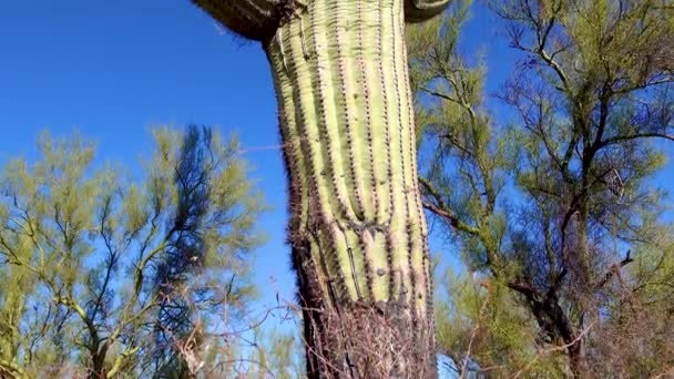 Tre Gigantiska Saguaros Carnegiea Gigantea Vid Hewitt Canyon Nära Phoenix — Stockvideo