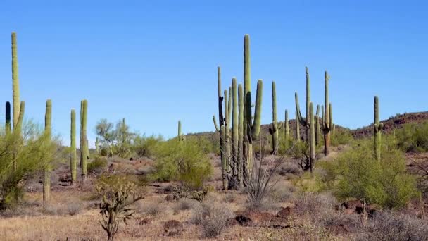 Giant Saguaros Carnegiea Gigantea Kaňonu Hewitt Poblíž Phoenixu Organ Pipe — Stock video