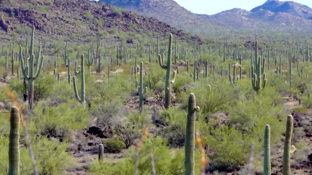 Tres Gigantes Saguaros Carnegiea Gigantea Cañón Hewitt Cerca Phoenix Monumento — Vídeos de Stock