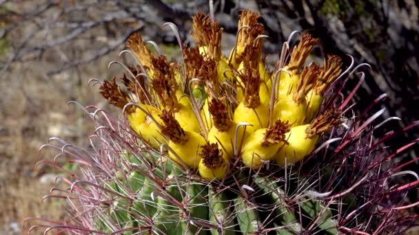 Arizona Kaktüs Tohumlu Sarı Meyveler Balık Kancası Fıçısı Şeker Fıçısı — Stok video