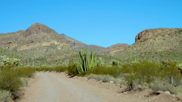 Ajo Mountain Drive Neasfaltovaná Prašná Cesta Přes Národní Památník Varhanního — Stock video