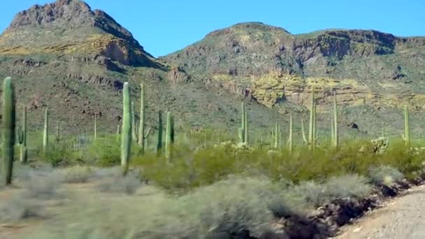 Ajo Mountain Drive Oslipad Grusväg Genom Orgel Pipe Cactus National — Stockvideo