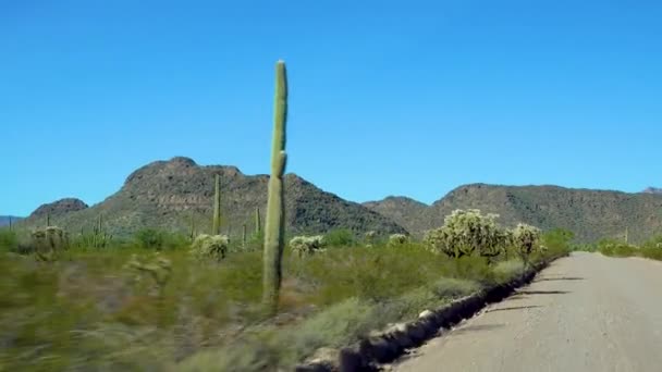 Drie Giant Saguaros Carnegiea Gigantea Bij Hewitt Canyon Bij Phoenix — Stockvideo