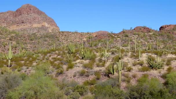 Typiska Landskap Orgel Pipe Cactus National Monument Med Orgel Pipes — Stockvideo
