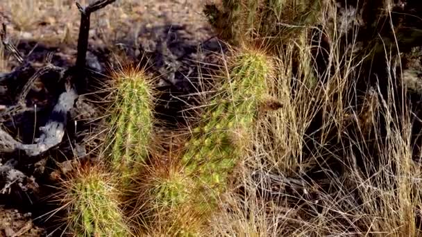 Nichol Hedgehog Cactus Golden Hedgehog Cactus Echinocereus Nicholii Arizona Estados — Vídeos de Stock