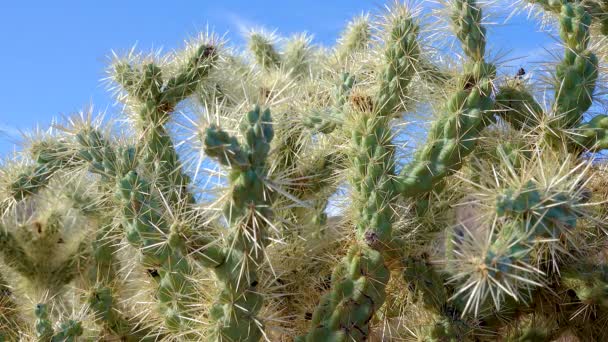 Paisaje Del Desierto Con Cactus Primer Plano Cactus Cylindropuntia Organ — Vídeos de Stock