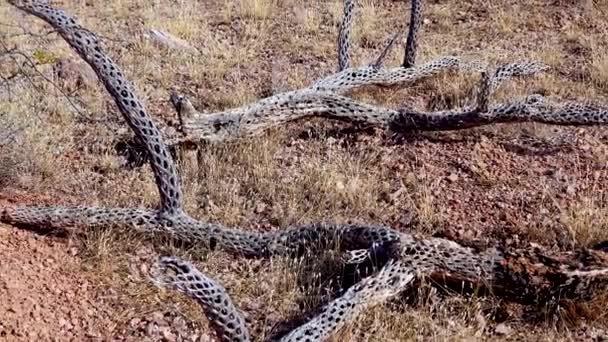 手前の乾燥した茎は 米国アリゾナ州のオルガンパイプサボテン国立記念碑にある死んだサボテンの円筒形の梨から出ています — ストック動画