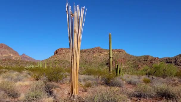 Dead Cactus Wood Giant Saguaros Carnegiea Gigantea Organ Pipe Cactus — Stockvideo