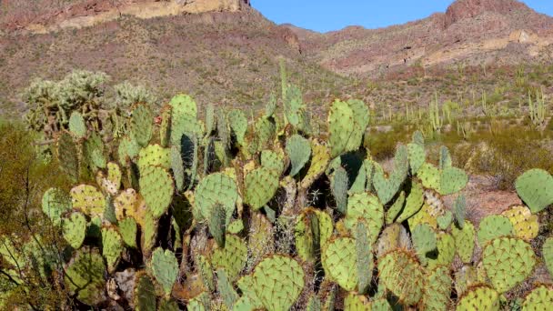 Prickly Pear Cactus Opuntia Saguaro National Park Arizona Usa — Stock video