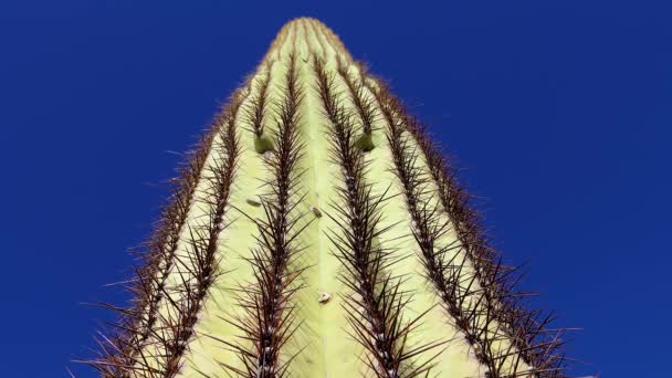 Närbild Giant Saguaros Carnegiea Gigantea Vid Hewitt Canyon Nära Phoenix — Stockvideo