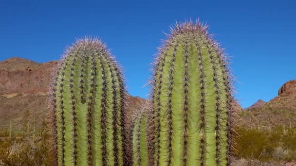 Yakın Plan Phoenix Yakınlarındaki Hewitt Kanyonu Nda Dev Saguaros Carnegiea — Stok video