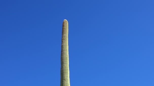 Close Giant Saguaros Carnegiea Gigantea Bij Hewitt Canyon Bij Phoenix — Stockvideo