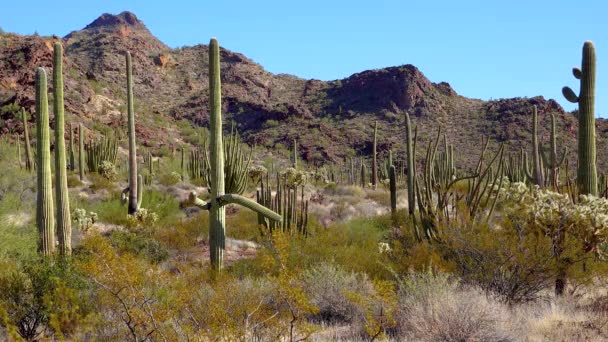 Woestijn Orgelpijpen Cactus Stenocereus Thurberi Orgel Pipe Cactus National Monument — Stockvideo