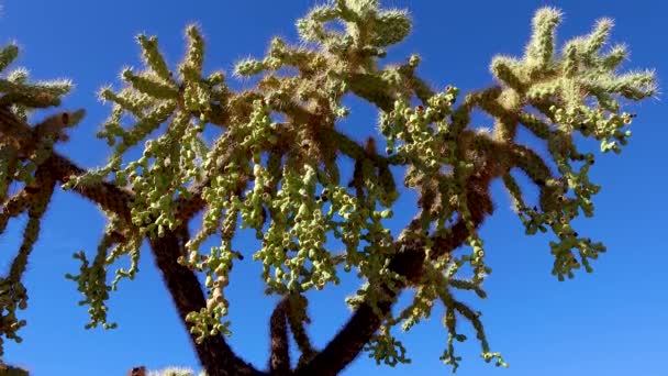 Пустельний Пейзаж Кактусами Передньому Плані Фрукти Кактусовим Насінням Cylindropuntia Iin — стокове відео