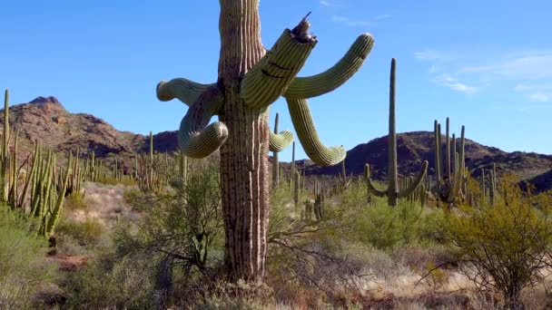 Close Giant Saguaros Carnegiea Gigantea Bij Hewitt Canyon Bij Phoenix — Stockvideo