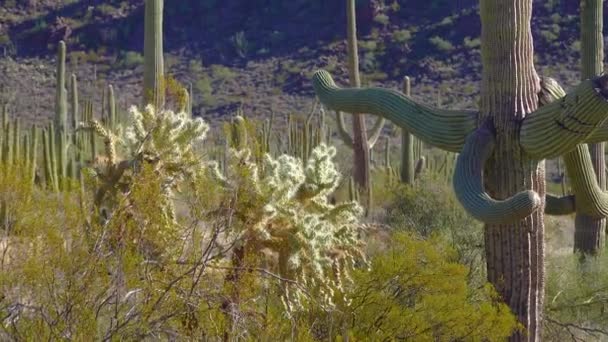 Poušť Varhanní Trubky Kaktus Stenocereus Thurberi Organ Pipe Cactus National — Stock video