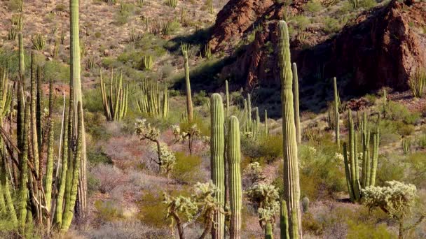 Desert Orgelpipor Kaktus Stenocereus Thurberi Orgel Pipe Cactus National Monument — Stockvideo