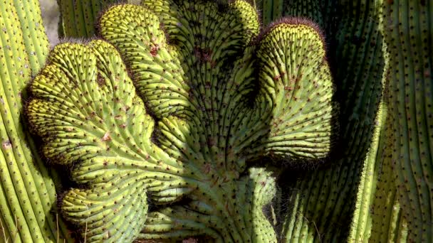 Кримінальна Форма Three Giant Saguaros Carnegiea Gigantea Знаходиться Каньйоні Хьюітт — стокове відео